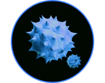 Вирусы<br>(домашние животные, естественная среда обитания)